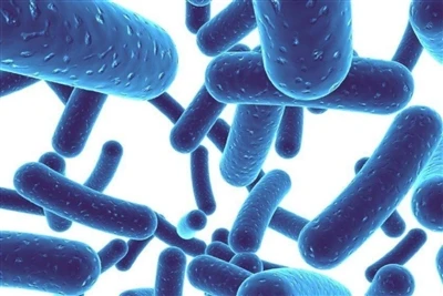 Vilka är fördelarna med Lactobacillus plantarum för människokroppen?