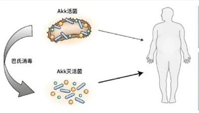 Fungerar AKK postbiotika?